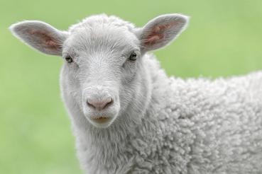 sheep-sleep.jpg
